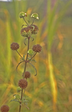 APII jpeg image of Hyptis capitata  © contact APII