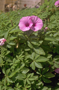 APII jpeg image of Ipomoea cairica  © contact APII