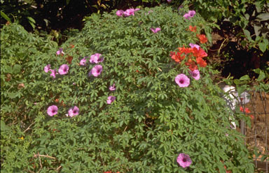 APII jpeg image of Ipomoea cairica  © contact APII