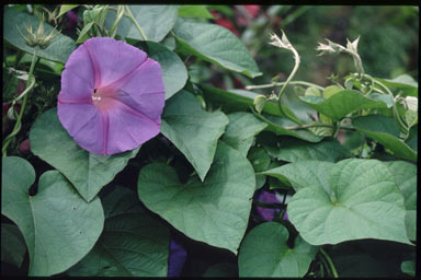 APII jpeg image of Ipomoea indica  © contact APII