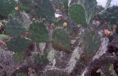 APII jpeg image of Opuntia ficus-indica  © contact APII