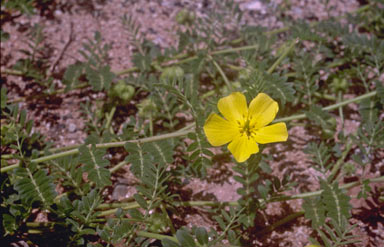 APII jpeg image of Tribulus cistoides  © contact APII