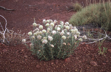 APII jpeg image of Ptilotus clementii  © contact APII