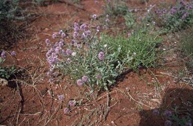 APII jpeg image of Ptilotus helipteroides  © contact APII