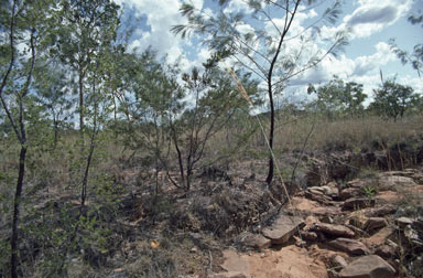 APII jpeg image of Polycarpaea longiflora  © contact APII