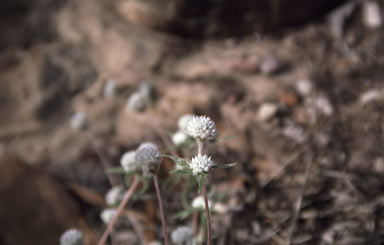 APII jpeg image of Gomphrena brachystylis subsp. brachystylis  © contact APII