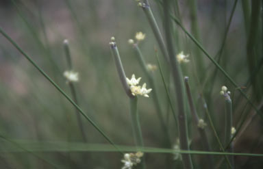 APII jpeg image of Cynanchum viminale subsp. australe  © contact APII