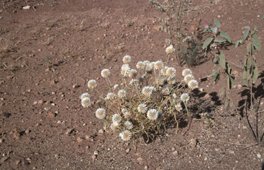 APII jpeg image of Gomphrena canescens subsp. canescens  © contact APII