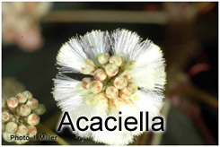 Click here to enter the Acaciella key!