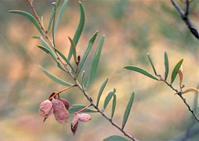 Adolescent Phyllode