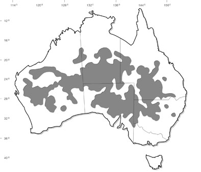 Distribution of Acacia anuera and its allies in the Mulga complex