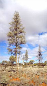 Conifer