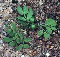 Three Cotyledons