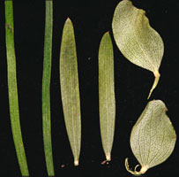 Mulga Hybridization