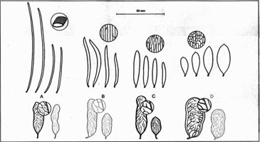 Mulga Hybridization