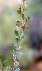 Juvenile Phyllode