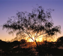 Mulga Index images