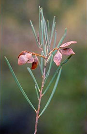 Mature Phyllode