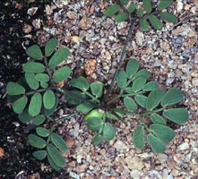 Two Meristems
