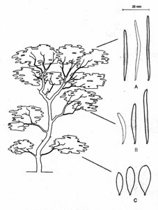 Mulga Neoteny