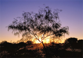 paraneura