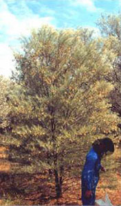 Pseudo-conifer