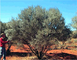 Shrub