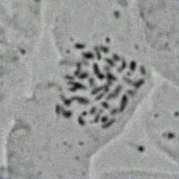 Triploid Mulga