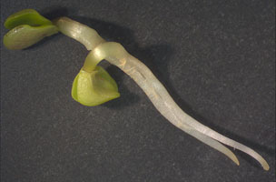Twin Seedlings