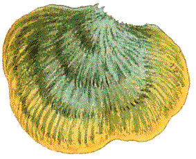 illustration basidiolichens