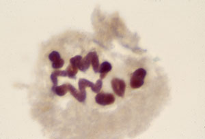 Chromosomal studies in Viscum