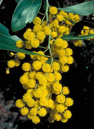 Acacia pycnantha