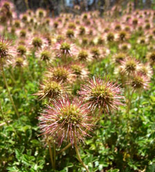 Acaena novae-zelandiae