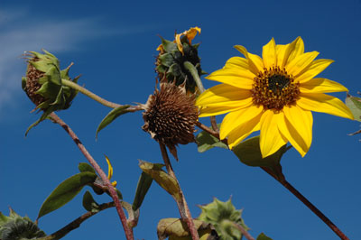 Helianthus annuus looking up