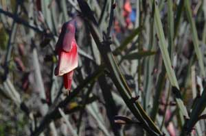 Bossiaea walkeri