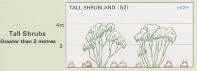 Tall Shrubland structure