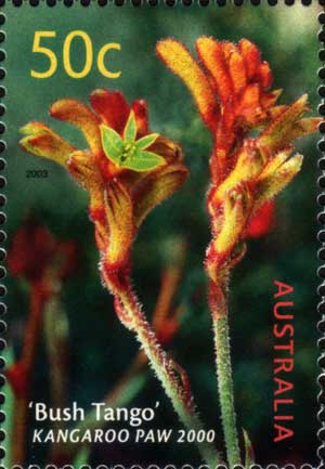 stamp: Anigozanthos 'Bush Tango'