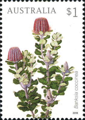 Banksia coccinea stamp painted by Celia Rosser