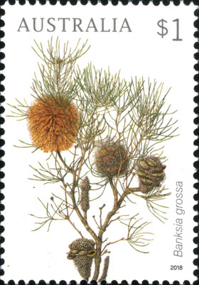 Banksia grossa stamp painted by Celia Rosser