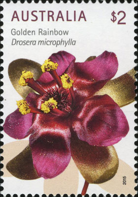 stamp: Drosera microphylla