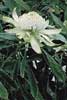 Telopea 'Wirrimbirra White' - click for more